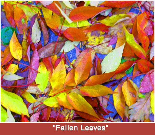 'Fallen Leaves'