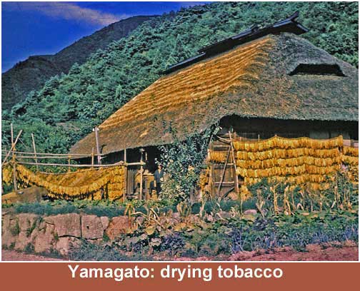 Tobacco drying